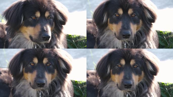 户外黑色护卫犬的特写肖像。蒙古犬或班克哈尔犬种。