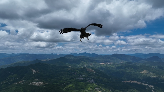 蓝天白云雄鹰翱翔天空4K航拍素材