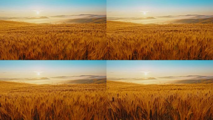 景色金黄，田园诗般的小麦作物在雄伟的景观在日出