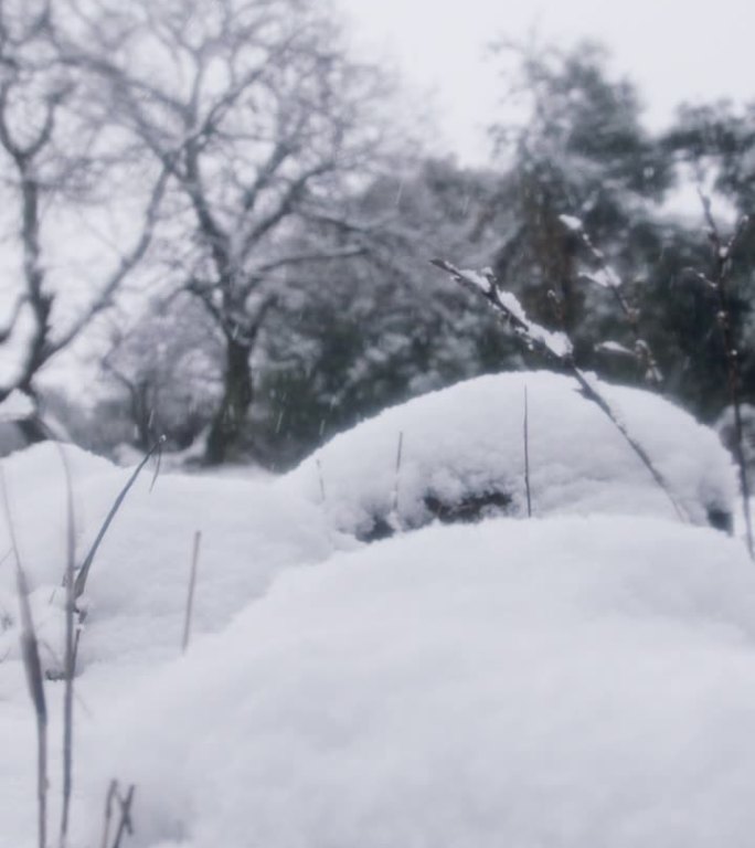 垂直视频-在茂密的森林里，大雪落在树上的慢动作