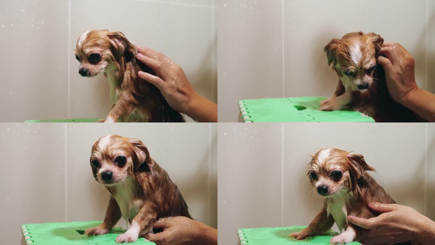 吉娃娃狗在洗澡吉娃娃狗在洗澡