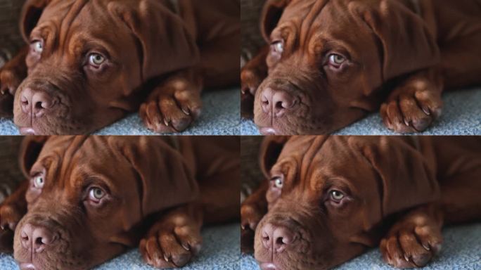 波尔多狗狗的特写。漂亮的法国獒犬的口鼻。