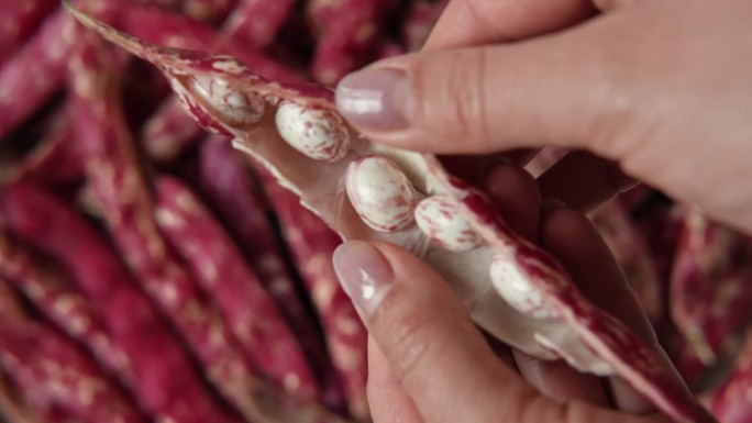 蔓越莓bean。新鲜有机Borlotti豆荚在农民手中。时尚的现代美食背景。红色的颜色。创意食品形象