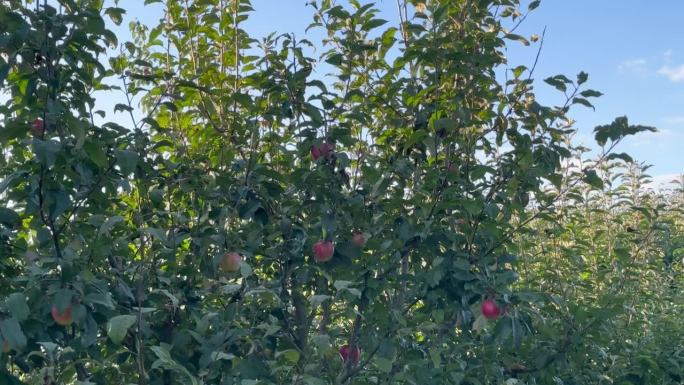 在花园里的苹果树上收获成熟的红苹果