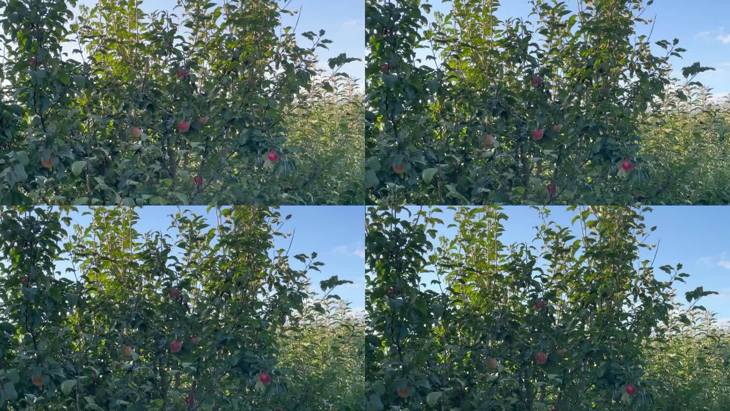 在花园里的苹果树上收获成熟的红苹果
