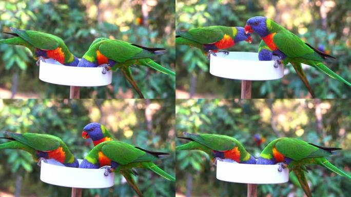 一群野生彩虹吸蜜鹦鹉，聚在一碗甘甜的花蜜周围，体验与澳大利亚本土野生鸟类鹦鹉的喂食，手持近距离拍摄。