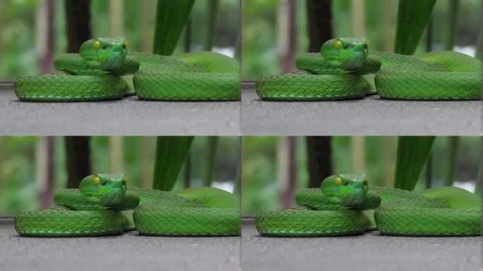 绿蝮蛇