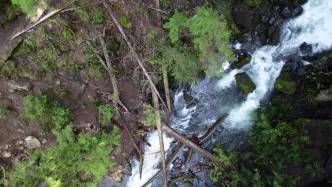 葱郁的树冠，流动的小溪，华盛顿雨林，空中螺旋下降
