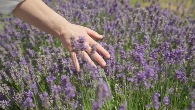 女人的手温柔地抚摸着薰衣草花的顶部。女人摸薰衣草