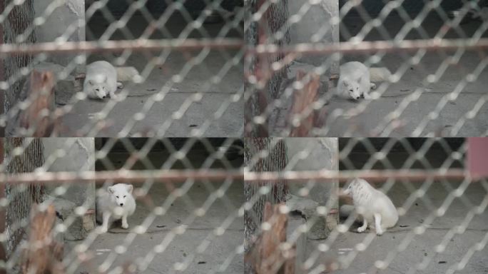 武汉九峰森林动物园的白狐