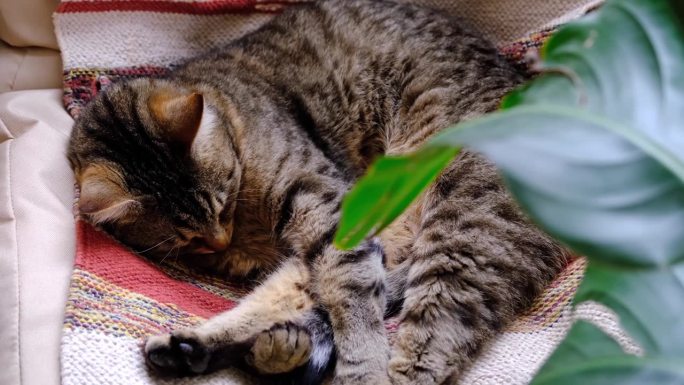 猫咪在绿色的家靠近盆栽植物灯盏花的椅子上以一个有趣的姿势快速甜蜜地睡着了