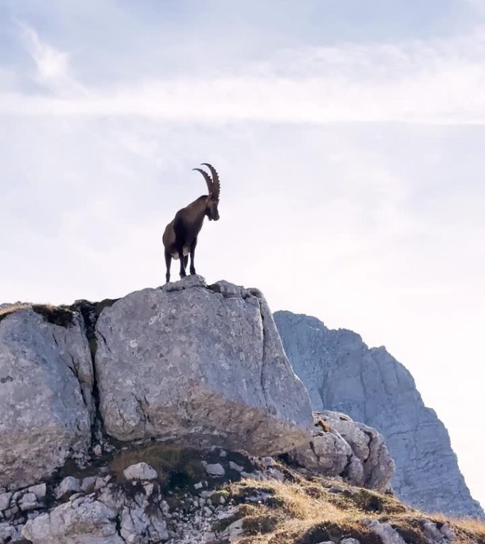 阿尔卑斯野山羊骄傲地站在阿尔卑斯山的悬崖边上