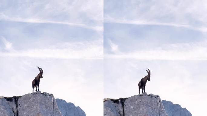 阿尔卑斯野山羊骄傲地站在阿尔卑斯山的悬崖边上