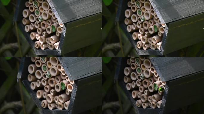 单生切叶蜂携带叶片片段回巢