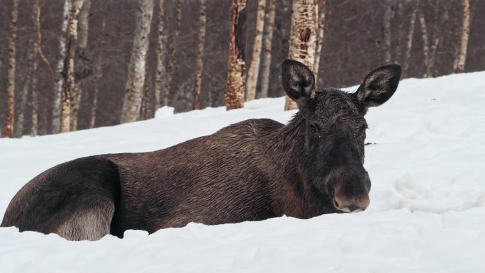 一只没有鹿角的驼鹿或麋鹿(Alces Alces)在大雪中望向镜头的特写