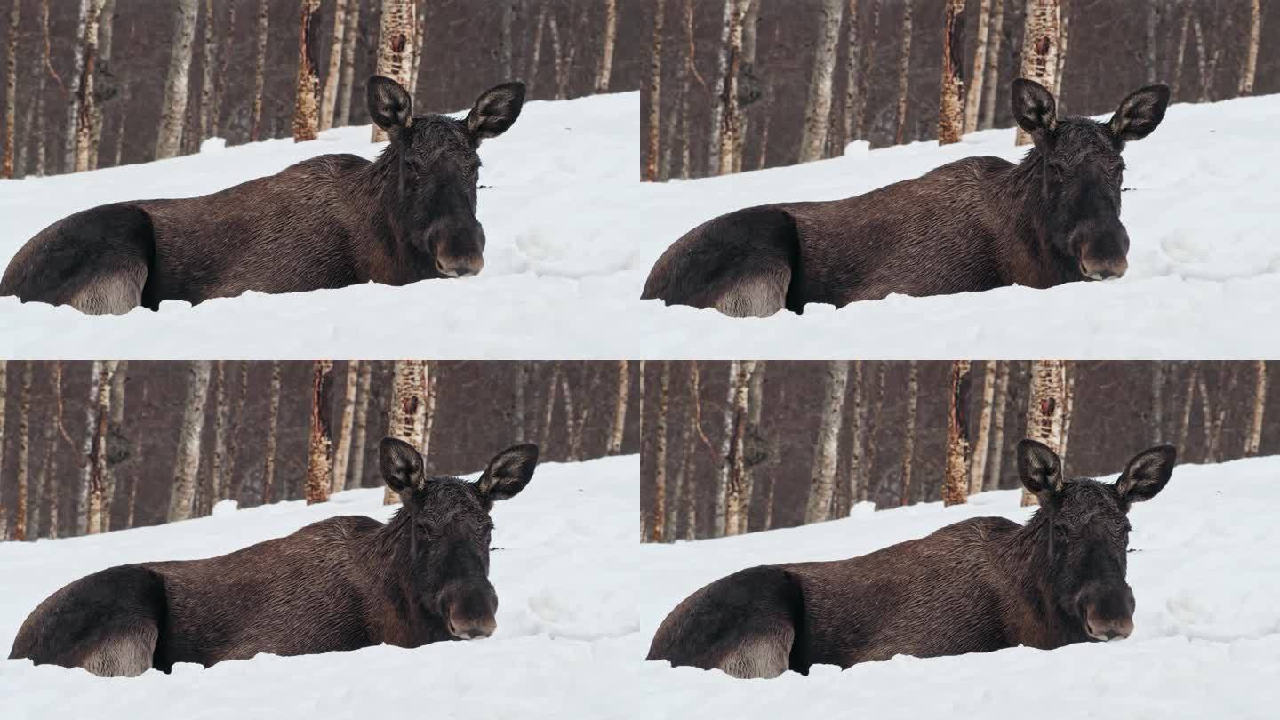 一只没有鹿角的驼鹿或麋鹿(Alces Alces)在大雪中望向镜头的特写