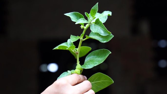 增强免疫力的植物，Withania somnifera，通常被称为印度菜
