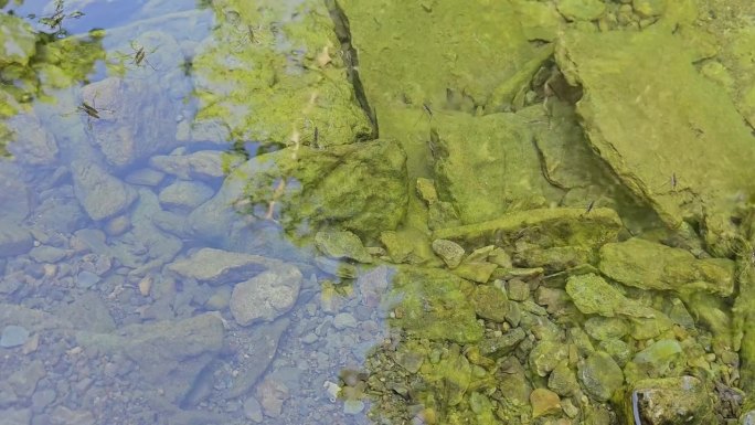 水黾沿着浅水岩石小溪的水面滑冰