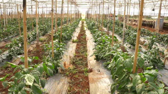 一排排种植的辣椒加快了越南农民放置竹桩的速度，以保持辣椒直立，大叻甜椒种植，甜椒种植