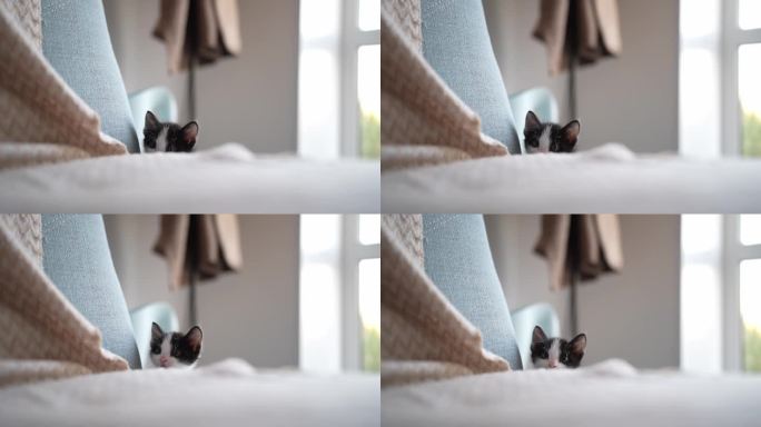 可爱的黑白小猫的肖像玩躺在相机前摆姿势。小宠物纯爱理念。小猫天真的小动物家养宠物。关爱收养动物收容所