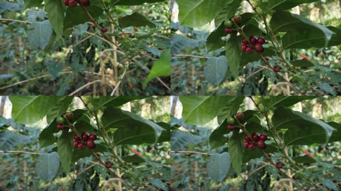 绿咖啡豆和果实在树枝上