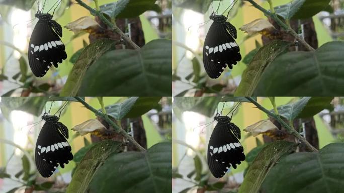 蝴蝶首先破茧而出实拍风光视频素材花草空镜