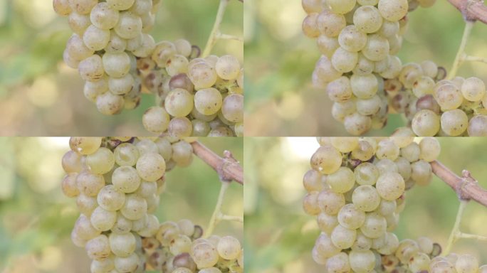 微距拍摄美丽的白串葡萄在葡萄园的藤蔓上，柔和的日出光，慢动作