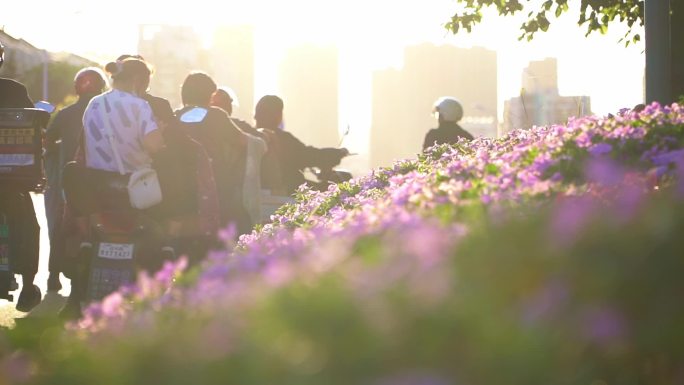 夕阳黄昏逆光下班路上花丛唯美