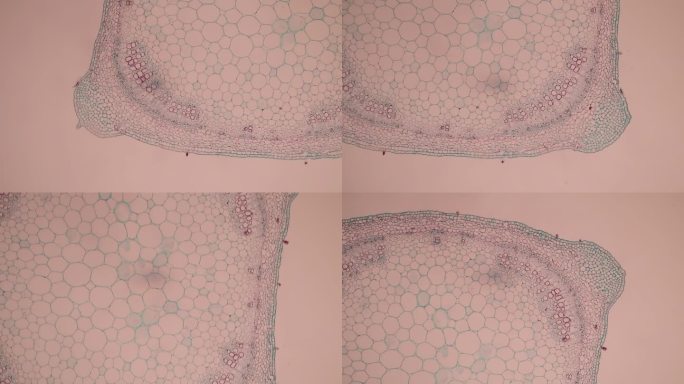 实验室显微镜下的植物组织。