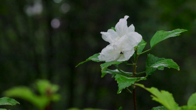 雨中芙蓉花 芙蓉花