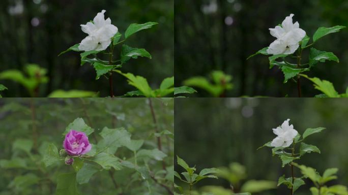 雨中芙蓉花 芙蓉花