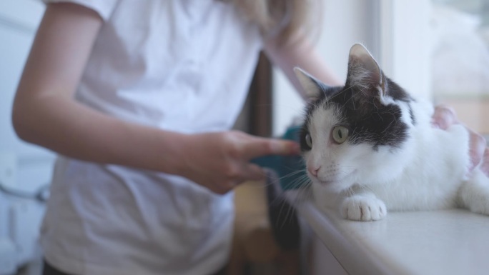 十几岁的女孩梳理猫的旧毛。