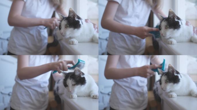 十几岁的女孩梳理猫的旧毛。