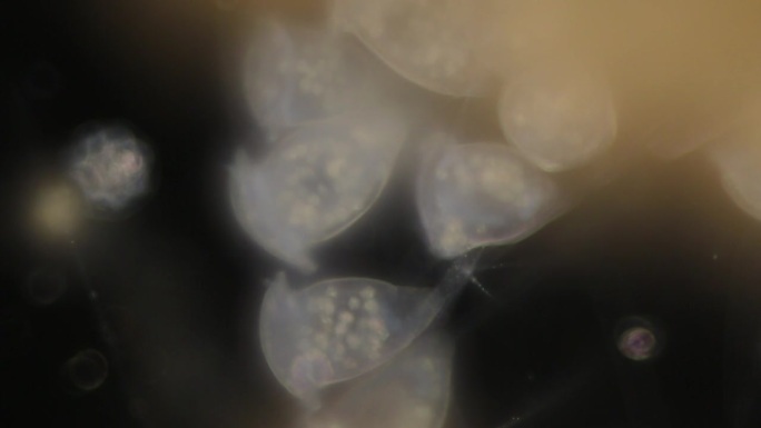 显微镜下的原生动物和藻类。