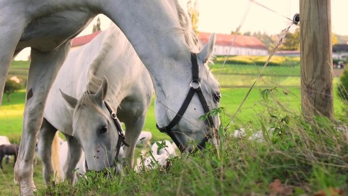 在草地上吃草的白马，利比赞马的一种