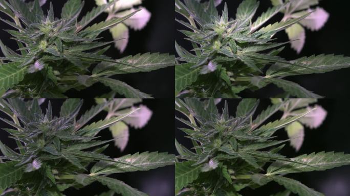 绿色的女性药用大麻植物叶子自然发育风。