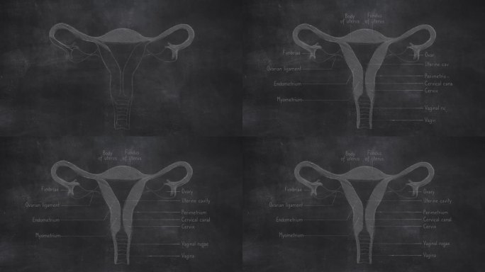 女性子宫解剖手绘在黑板上