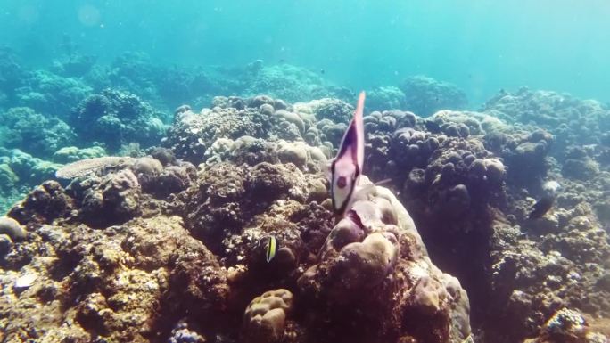 在印度尼西亚巴厘岛的门詹干岛清澈的海水中浮潜时，太阳爆发的蝴蝶鱼在游泳前看着镜头。