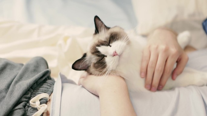 一个孤独的男人养了一只布拉多猫，享受着家里的生活——人与动物和谐共处，健康的生活方式