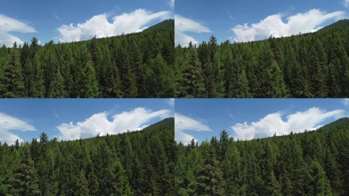 鸟瞰绿色的山景，美丽的针叶林蔓延开来。西伯利亚针叶林。