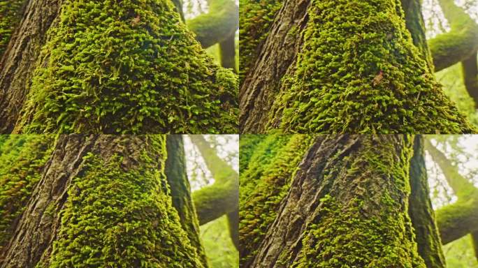 森林山谷中树木上的绿色苔藓微距