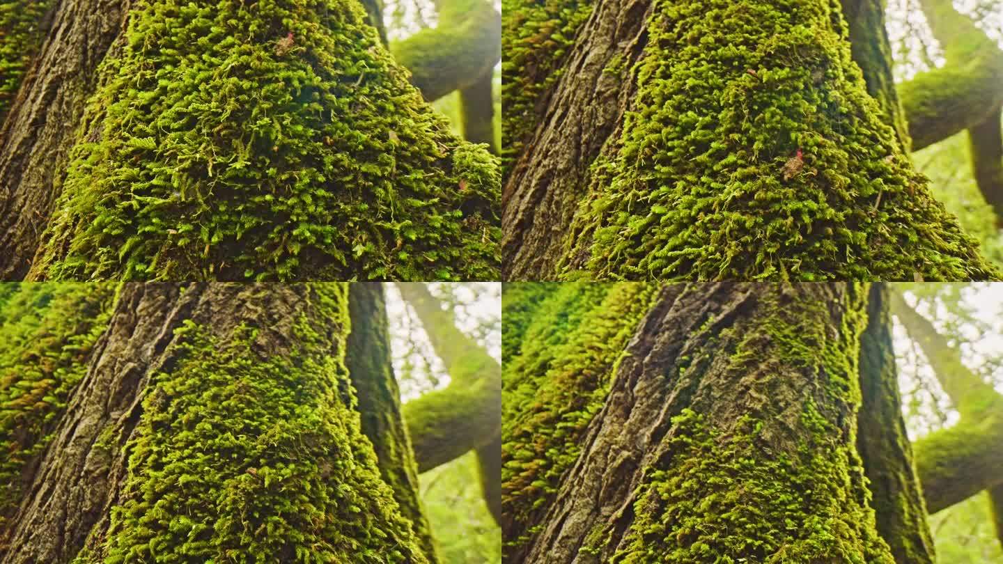 森林山谷中树木上的绿色苔藓微距