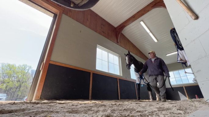 低角度看教练手走一匹纯种马在圆形污垢轨道在谷仓