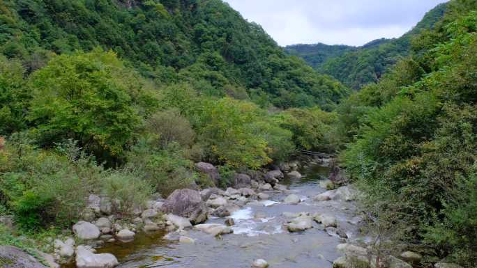 山中森林里清澈流淌的小溪