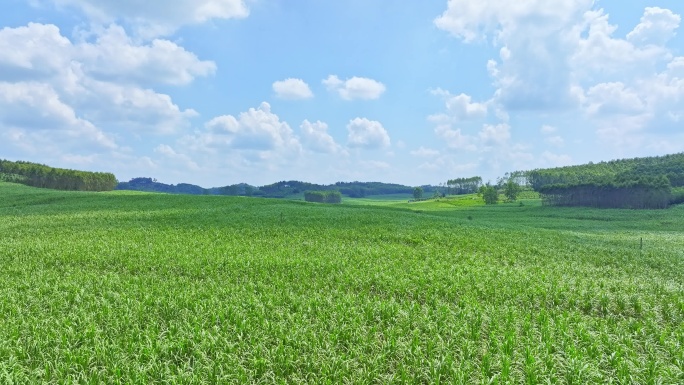 航拍广西甘蔗种植区甘蔗园区