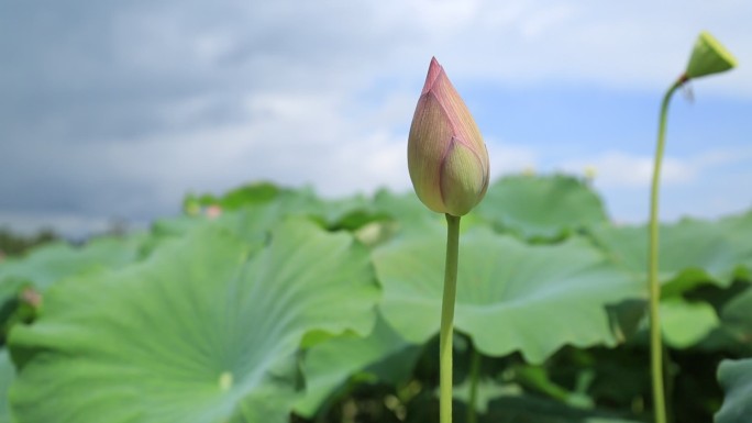 荷花花苞