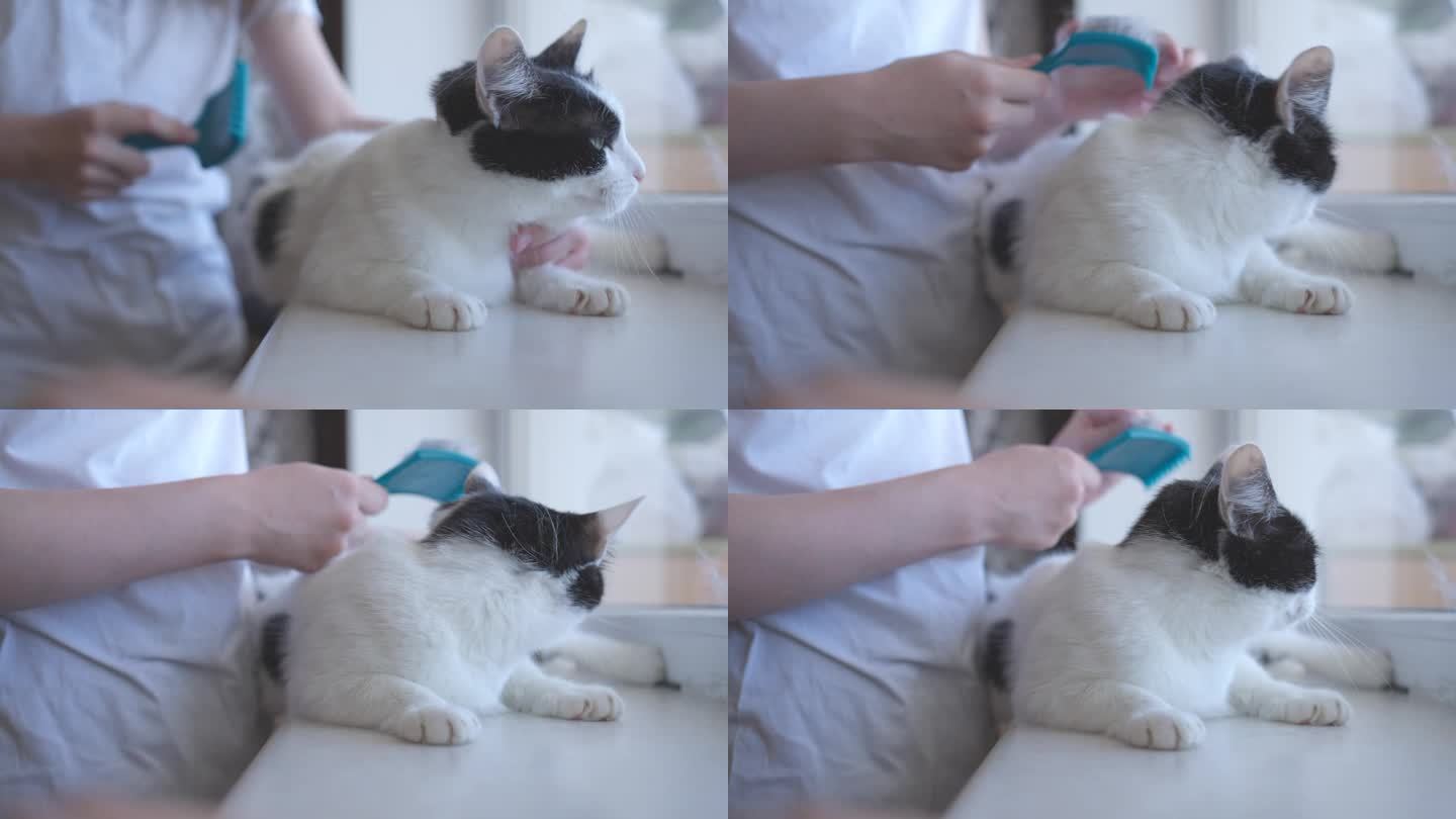 十几岁的女孩梳理猫的旧毛。