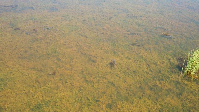 在若尔盖国家湿地公园游泳的一群鱼