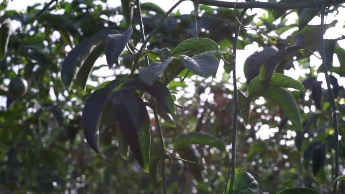 一个百香果树花园，百香果树爬满了越南林东百盛的棚架