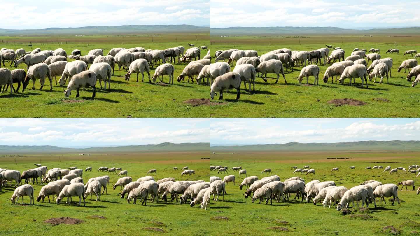 四川若尔盖草原牧羊群的普查图